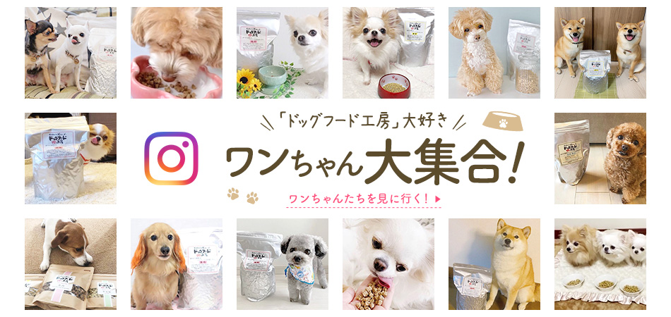 「ドッグフード工房」大好きワンちゃん大集合！